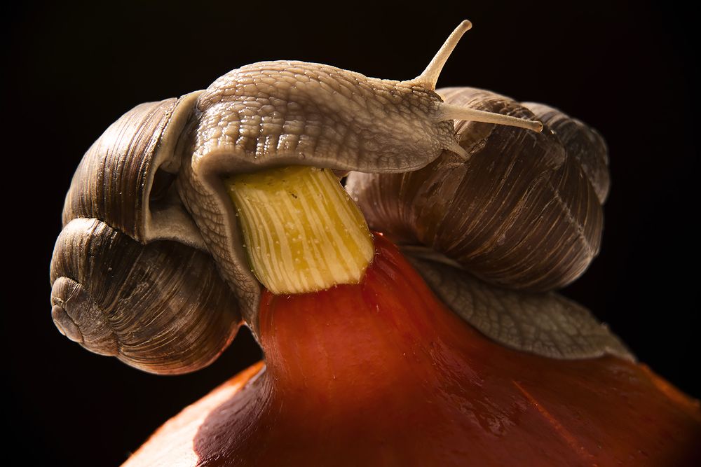 Виноградные улитки