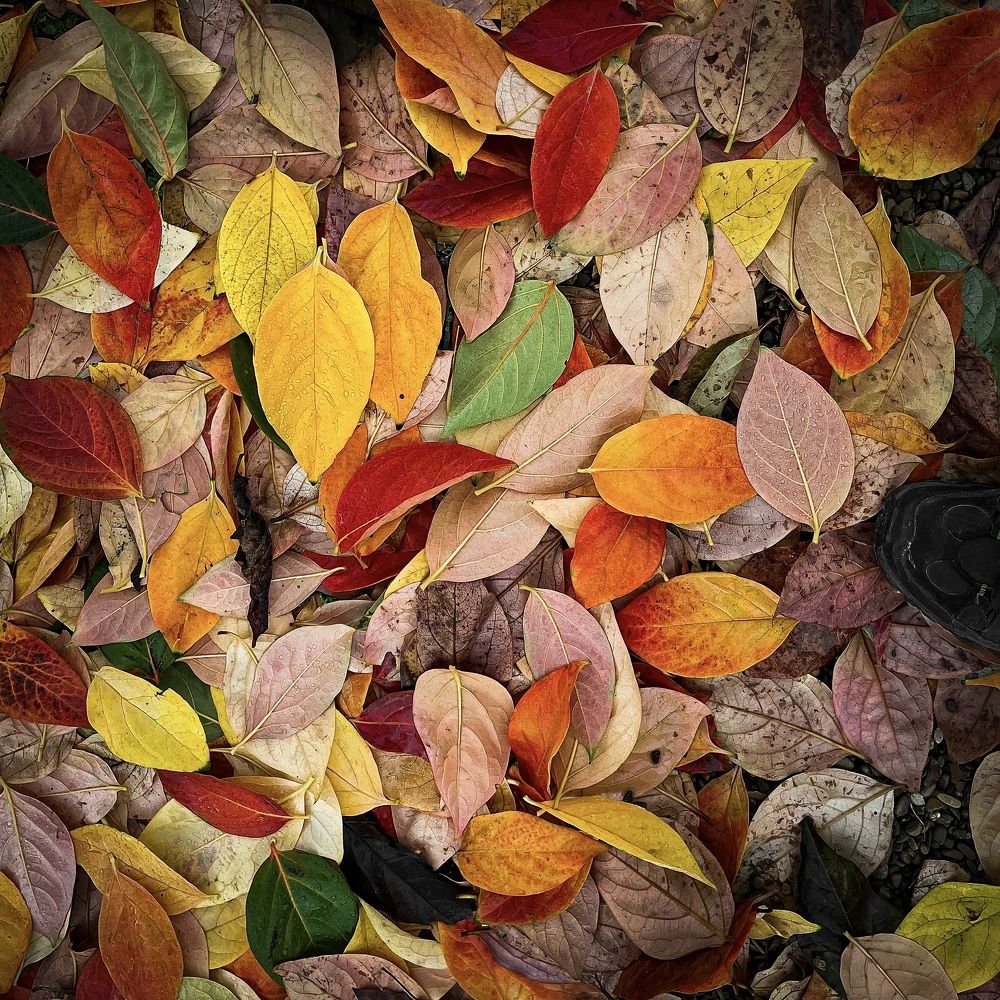 Fallen leaves