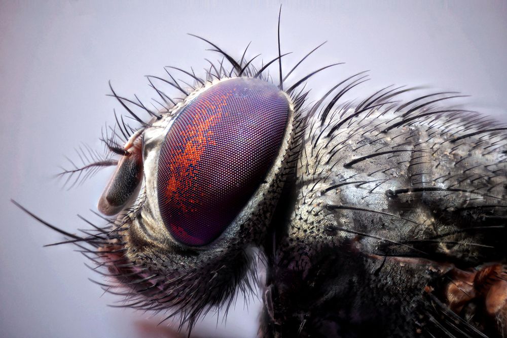 Photograph by Omid Mirshamsi