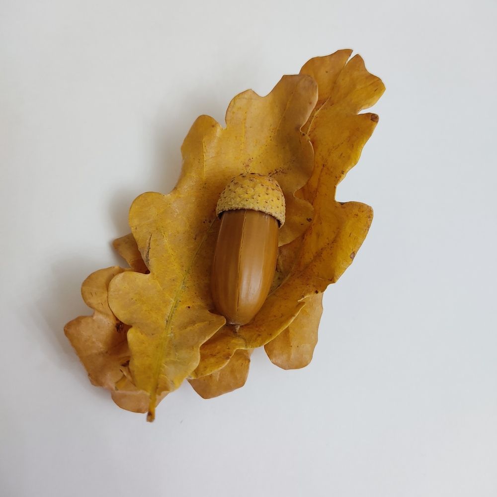 Жëлудь на листьях.