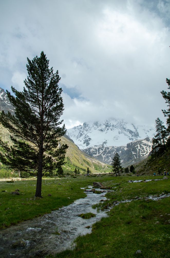 Ель в горах