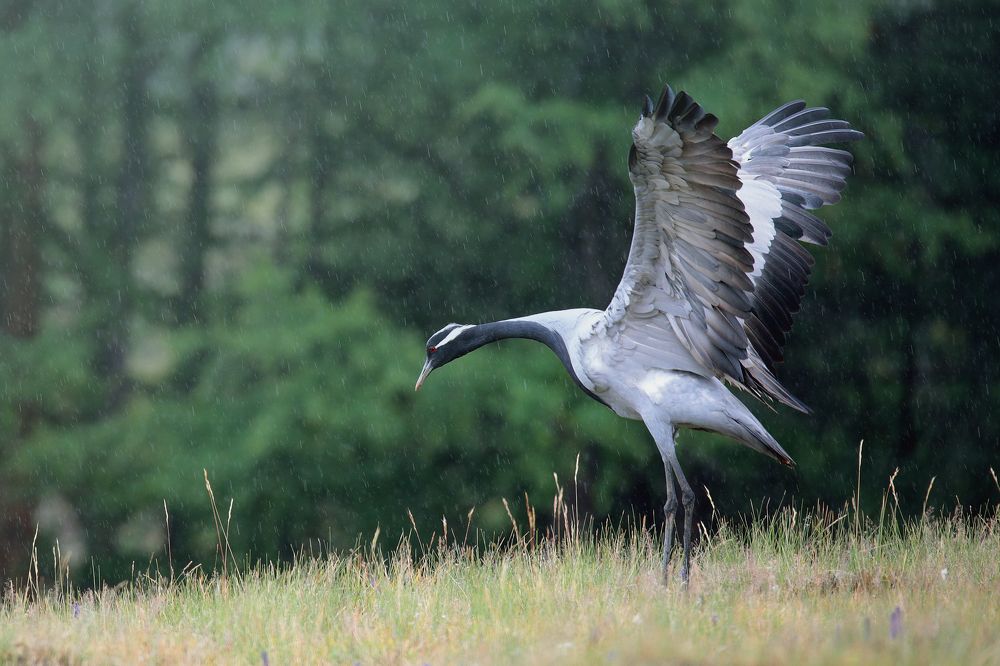 Photograph by Джамалдаев Руслан