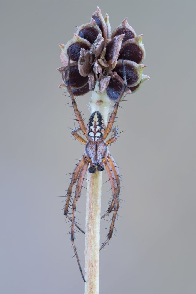 Photograph by Massimo Tamajo