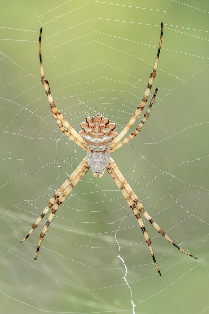 Photograph by Massimo Tamajo