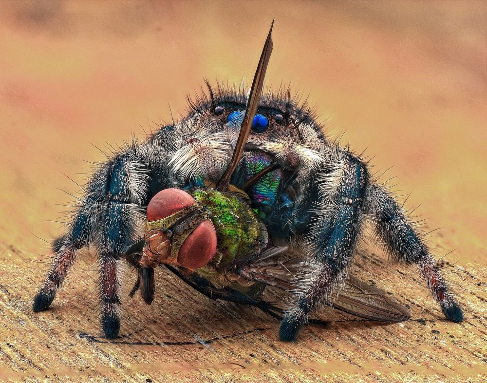 Photograph by Anjazz doz santoz