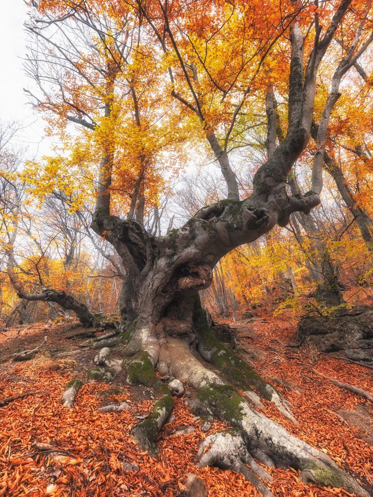 Photograph by Александр Леньков