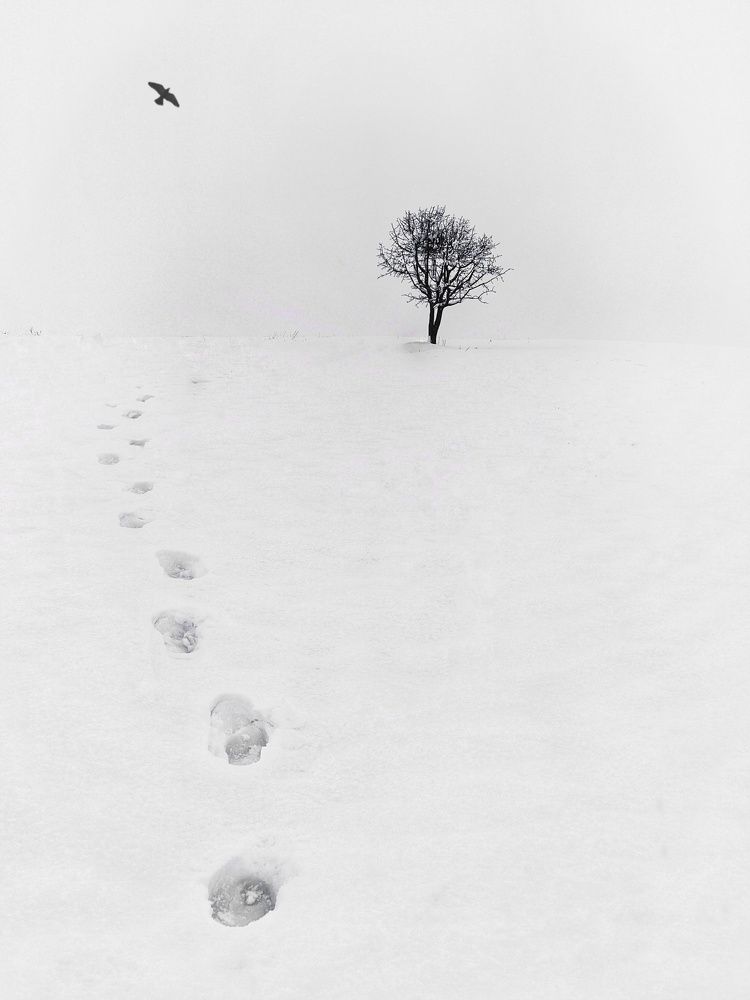 Photograph by Ali goreishi