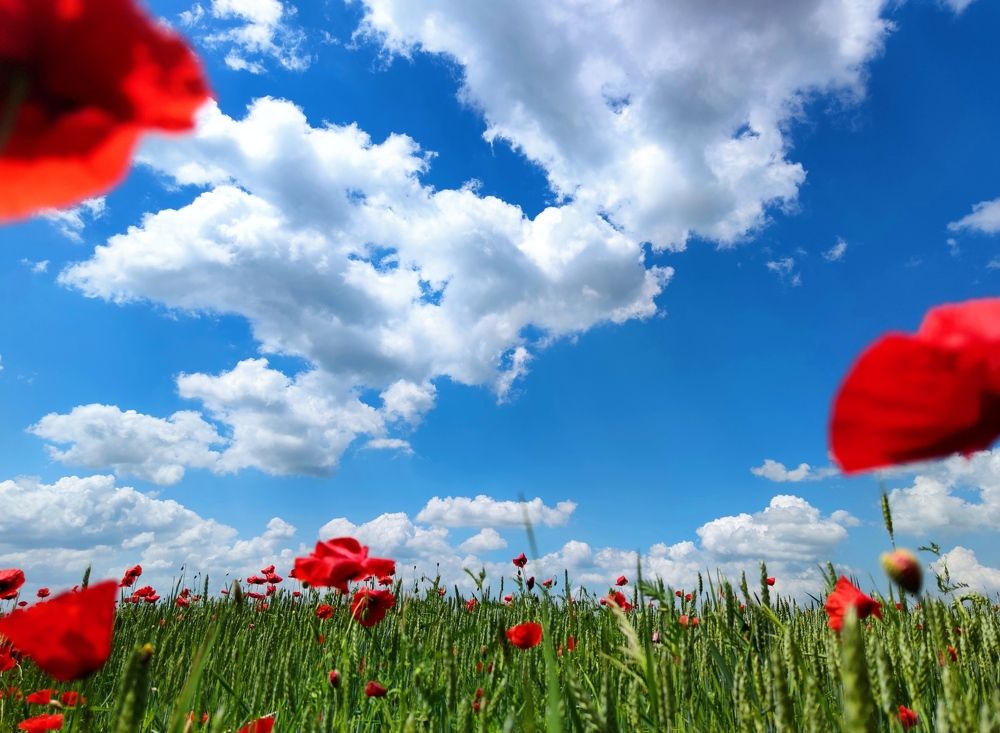 Photograph by Инна Макарчук