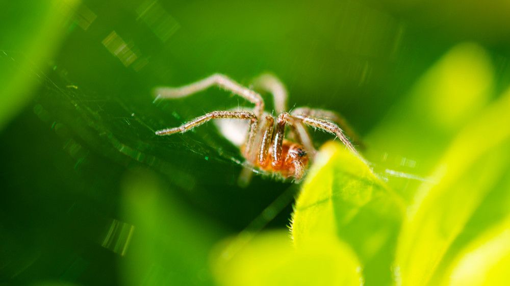 Photograph by Ирина Кошлюнова