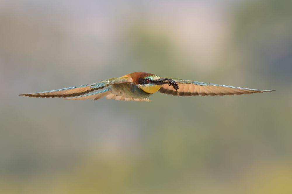 Bee-eaters on the hunt