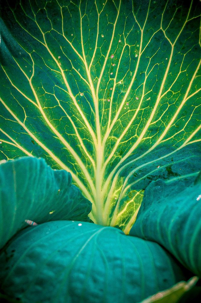 Космическая капуста