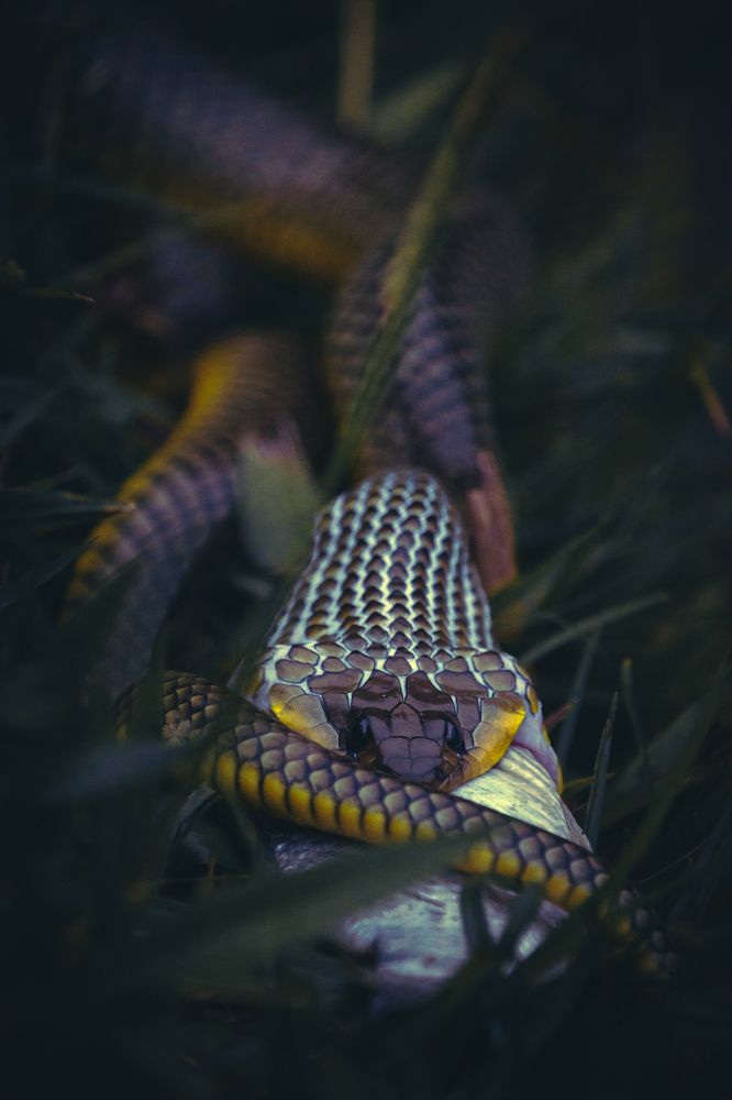 Photograph by João Paulo de Oliveira Freitas