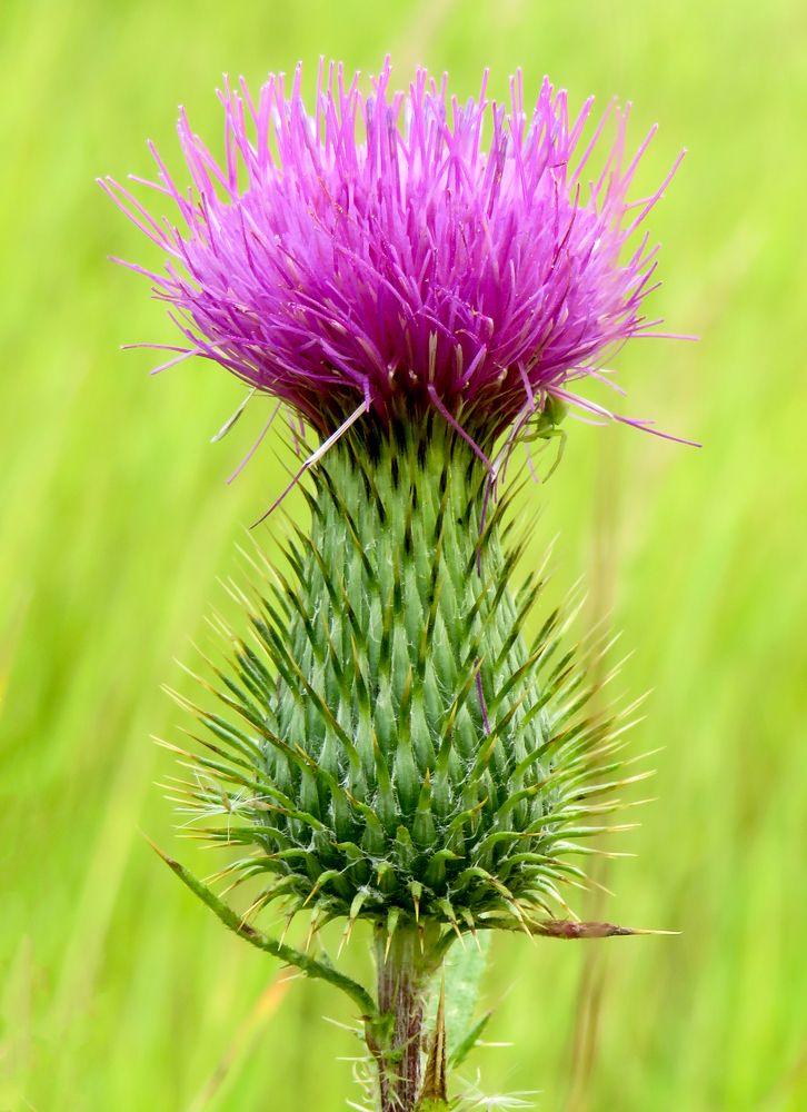 Thistle flower close up