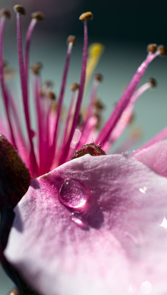 Цветок Персика