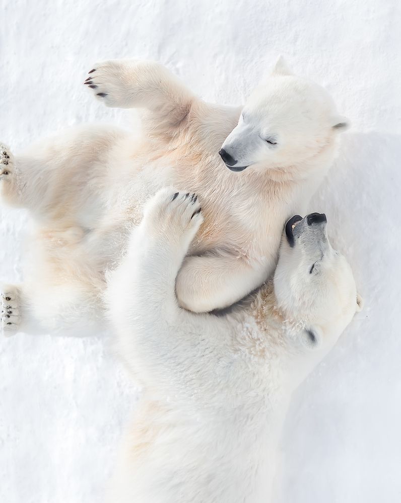 Белые медведи: мать и дитя