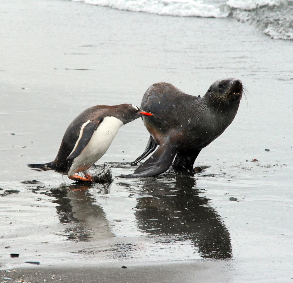 Антарктические страсти - 1