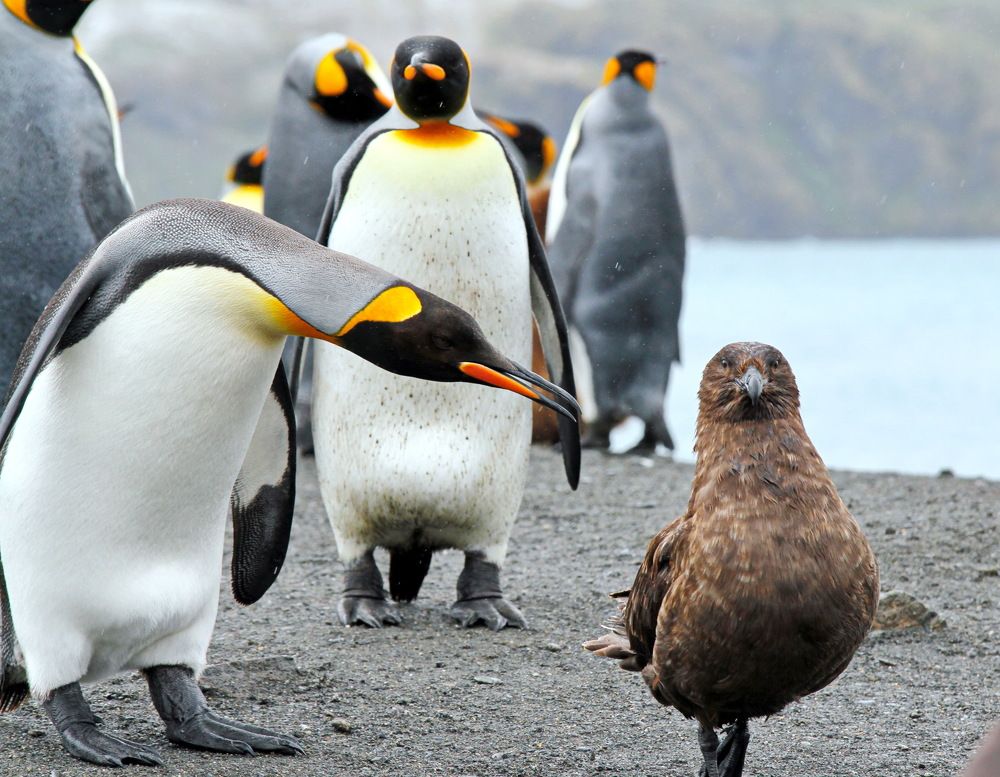 Антарктические страти - 2