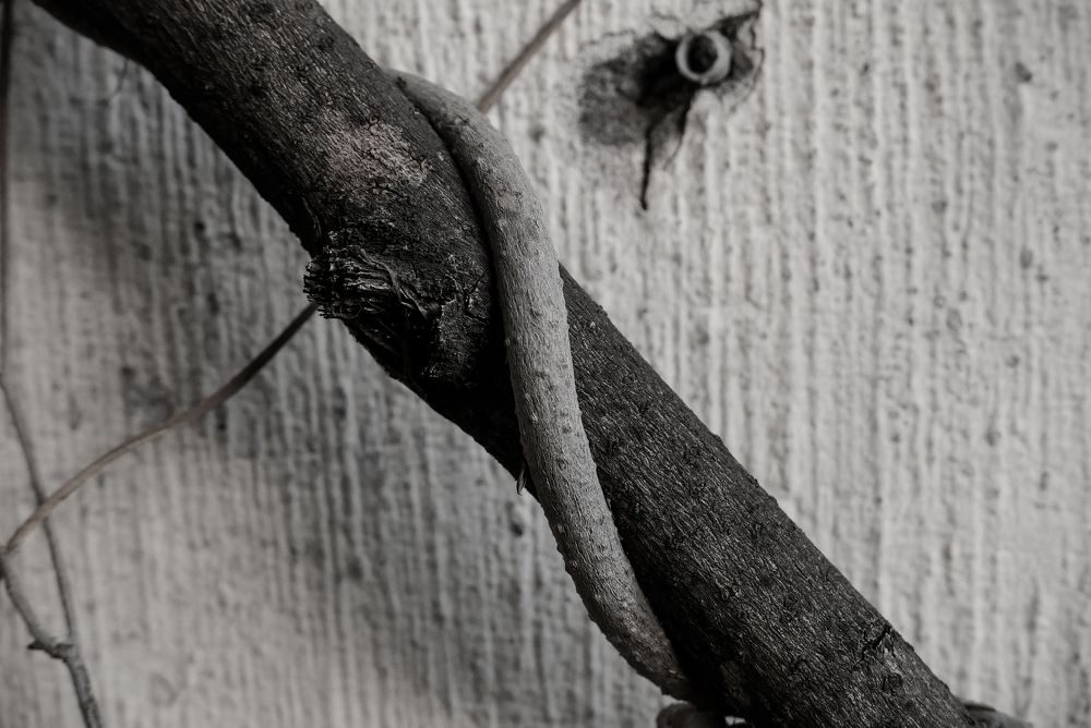 Photograph by Pablo López-Rojas