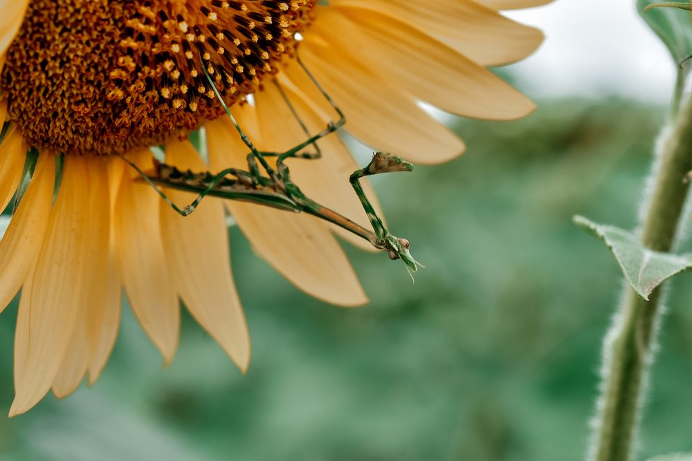 Photograph by Инна ПьянОва