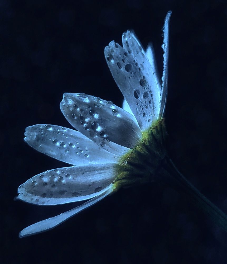 Photograph by Ольга Веселова