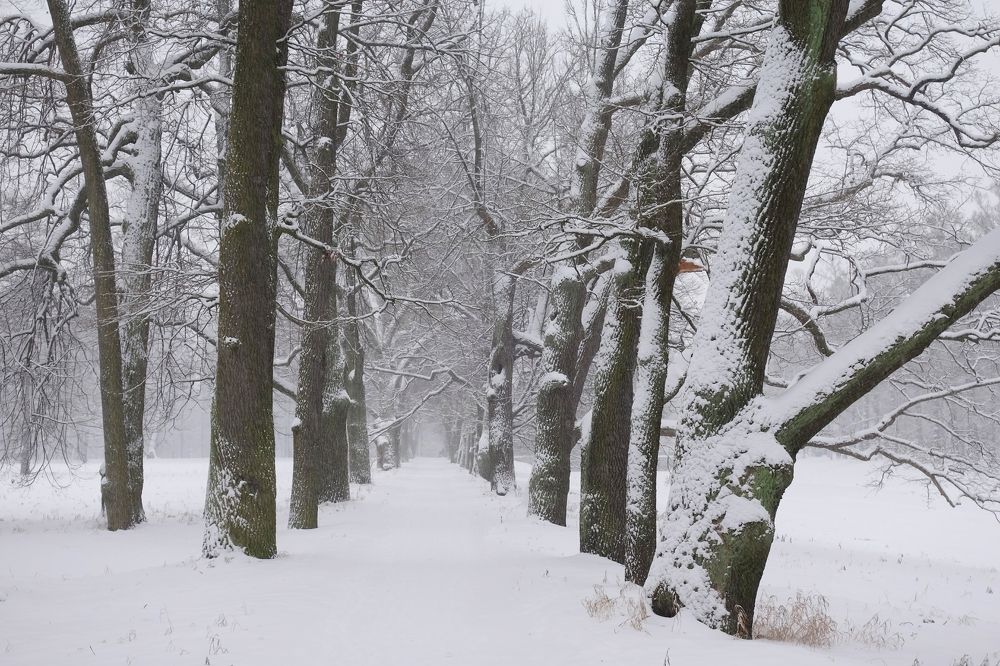 Зимняя прогулка