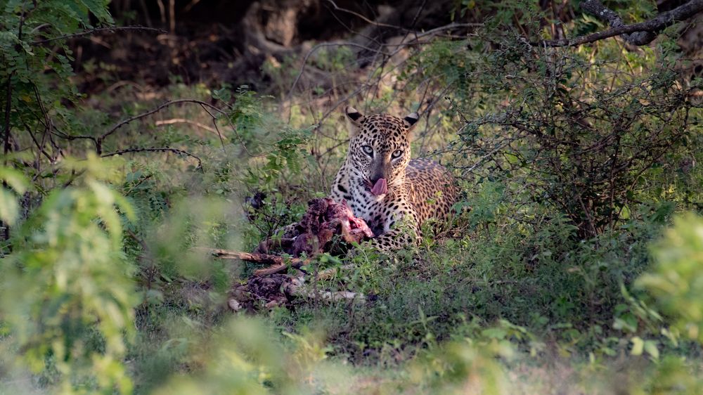 Photograph by Ragu Varan