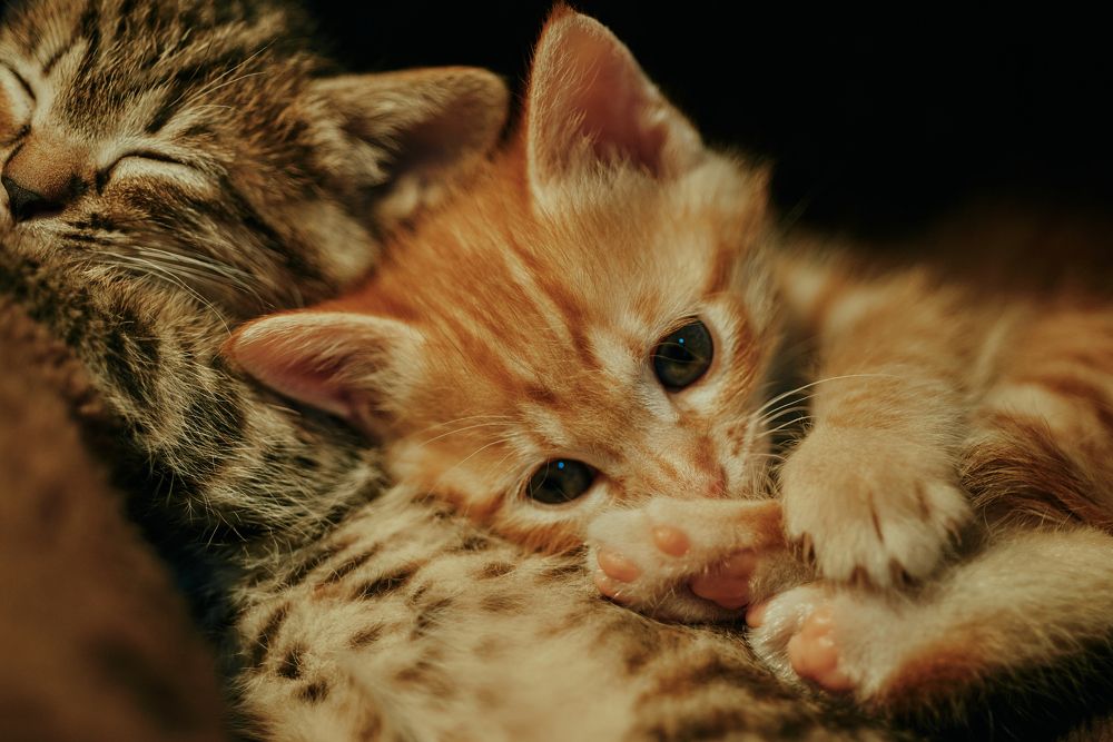 Photograph by Лиза Ананьева