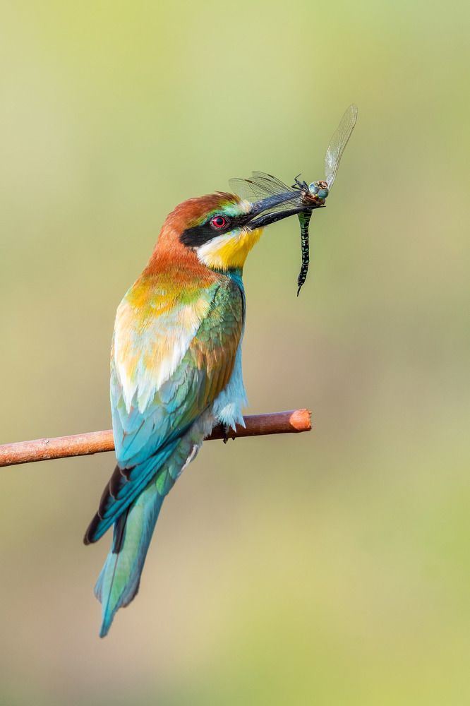Золотистая щурка и стрекоза