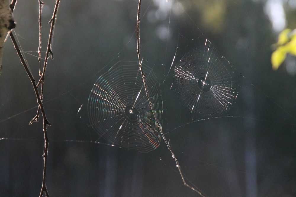 Photograph by Людмила Жданова