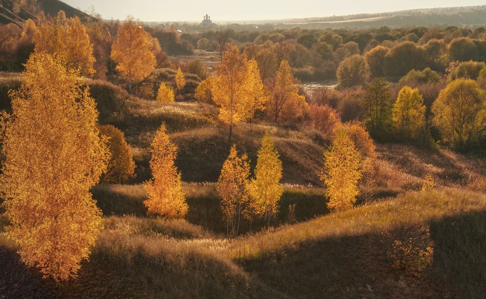 Золото берез.