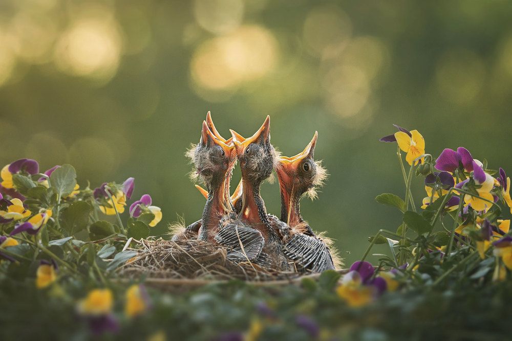 Kwiczoł (Turdus pilaris)