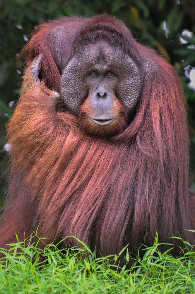 Forest's Next Top Model