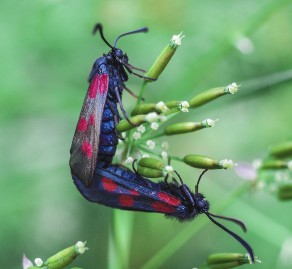Брачный сезон.