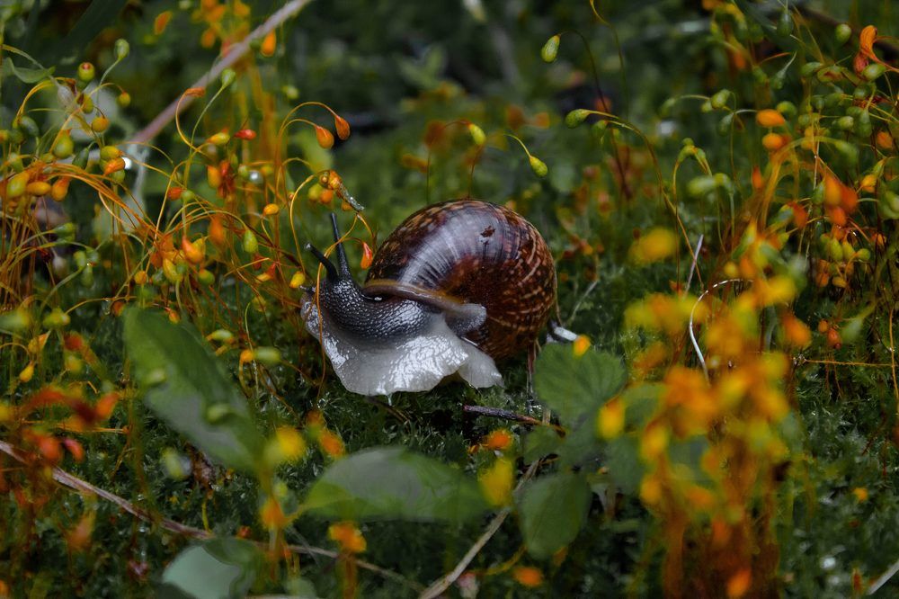 Во саду ли,  в огороде.