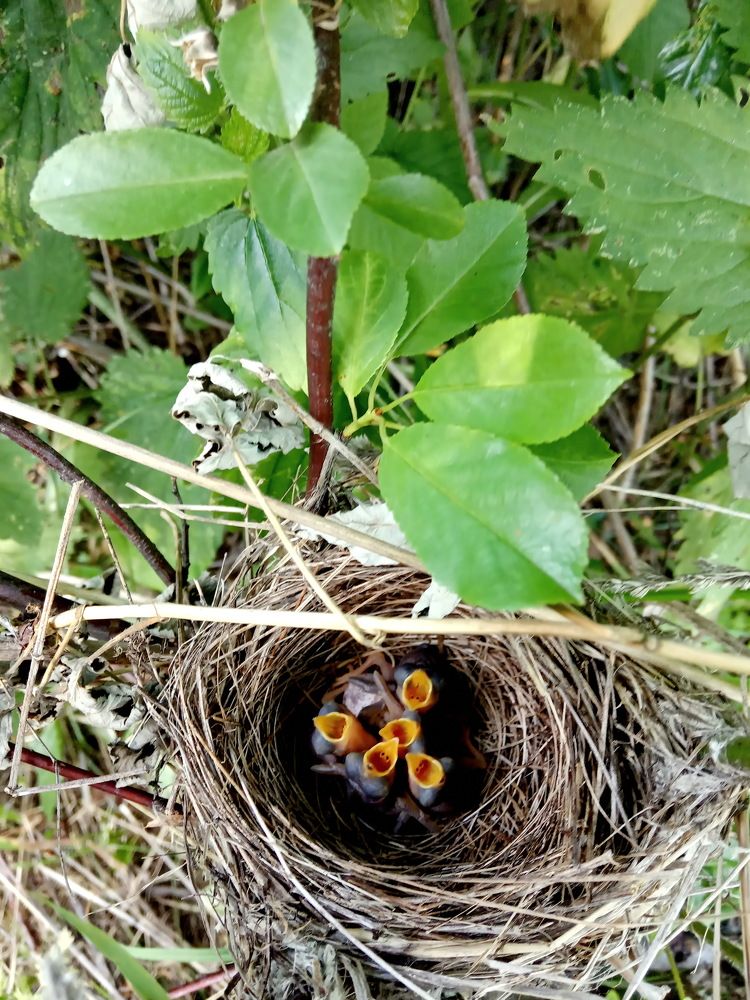 Photograph by НИНА АВЕРЬЯНОВА