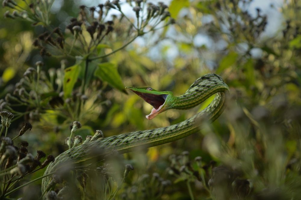 The Green Vine snake