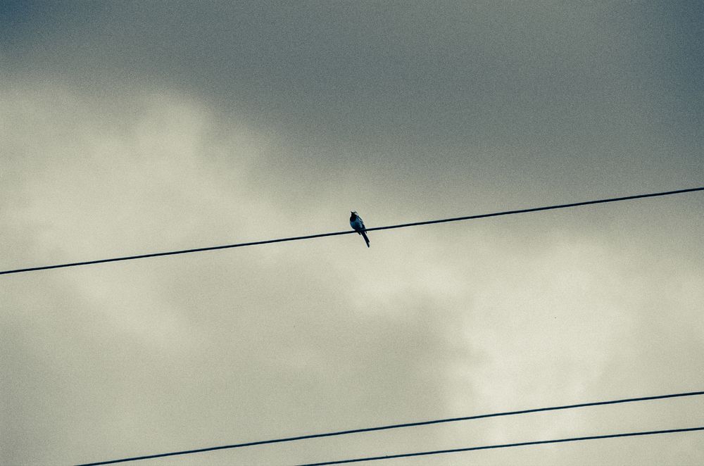 Photograph by Veronika Trubnikova