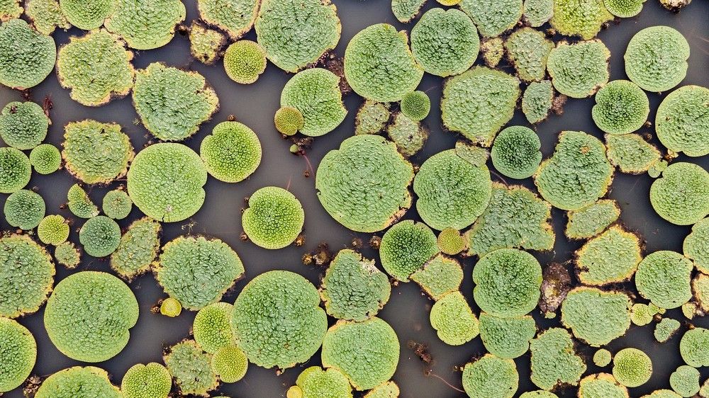 Photograph by Сергей Таран