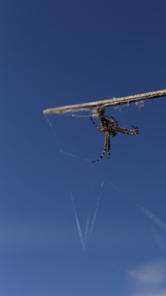 Встреча во время летней прогулки по лесу