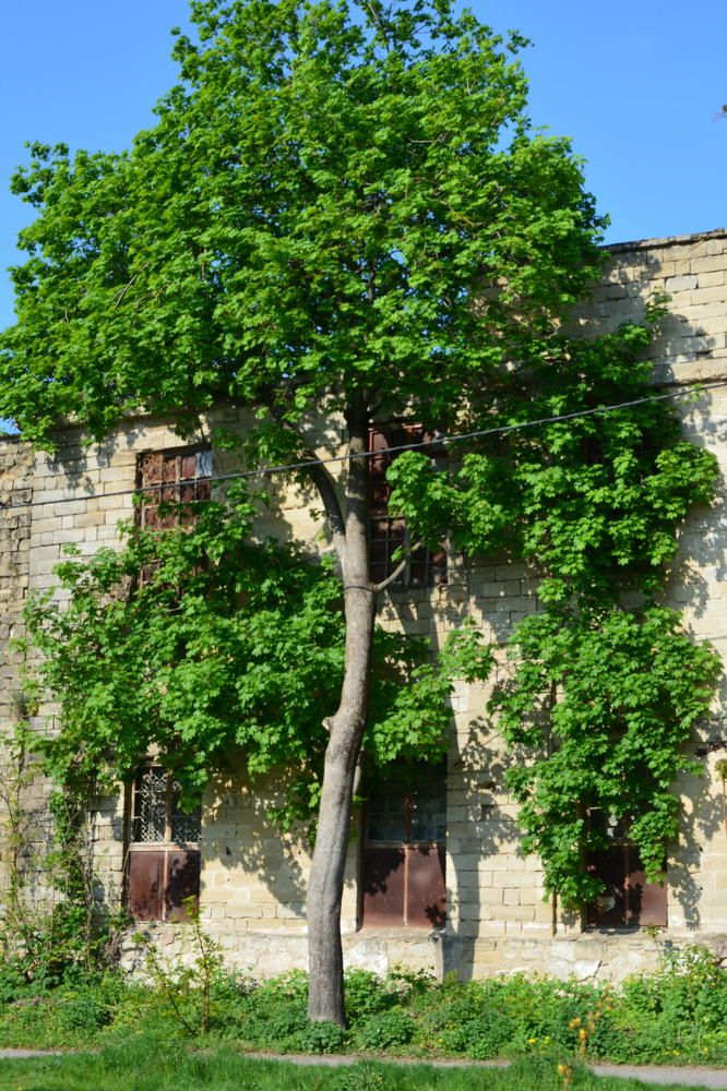 Photograph by Helena Lugowska