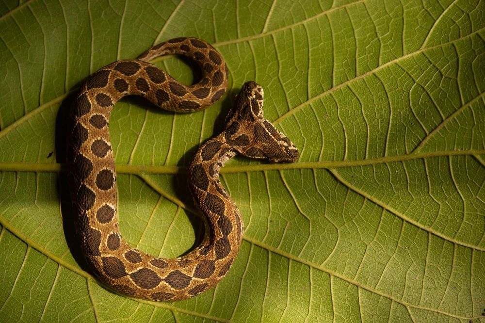 Rare Double headed Russell's Viper.