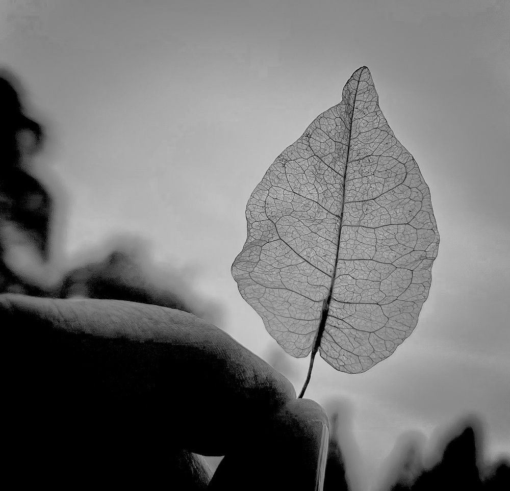 Winter leaf