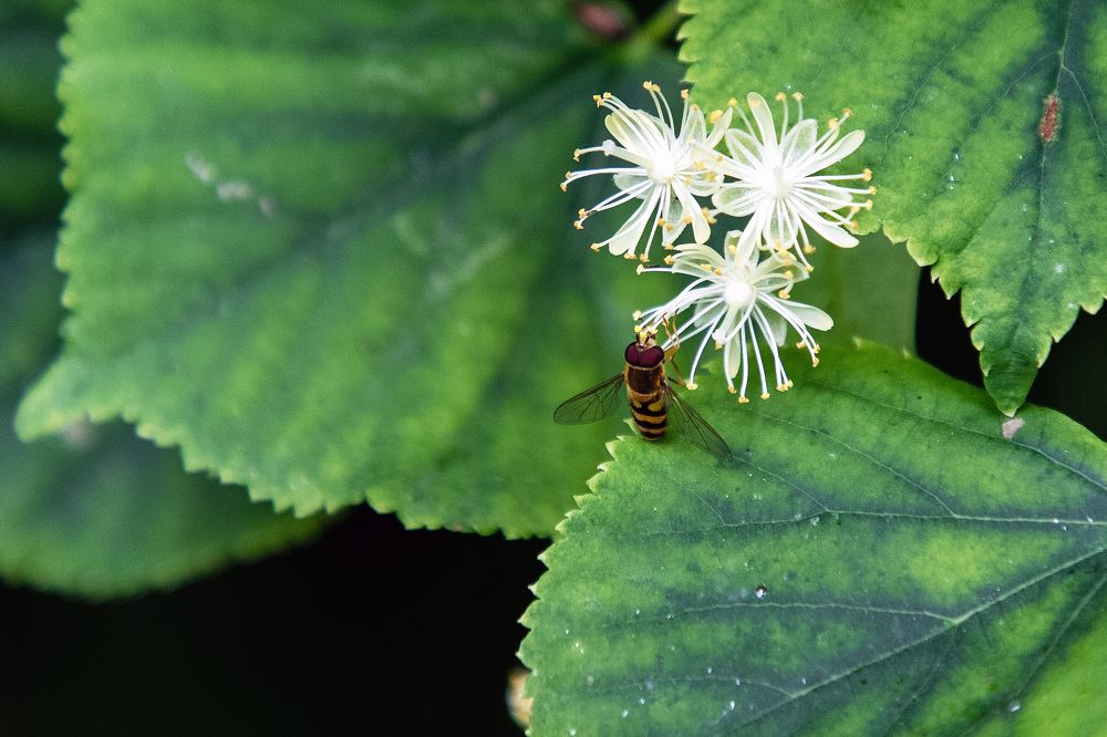 Photograph by Rolandas Valančauskas