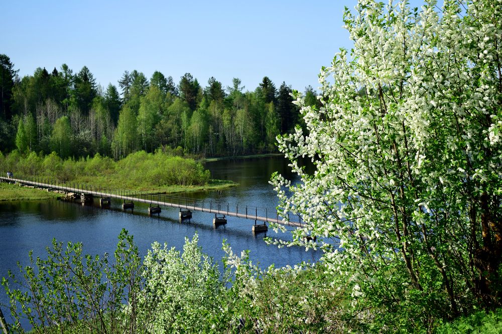 Черемуха в цвету