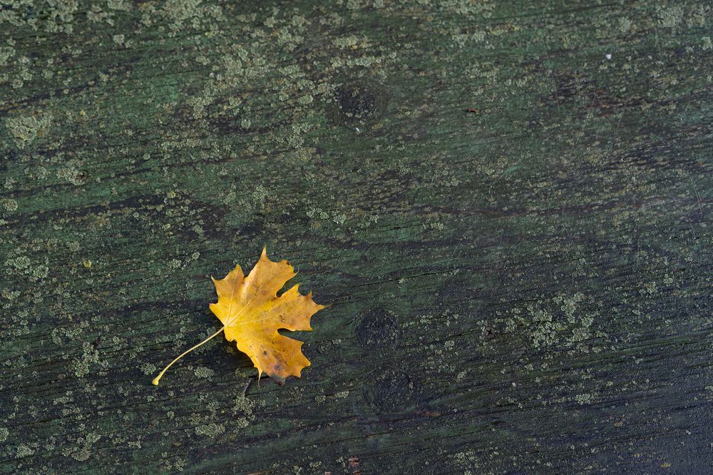 Photograph by Olga Zdančuka