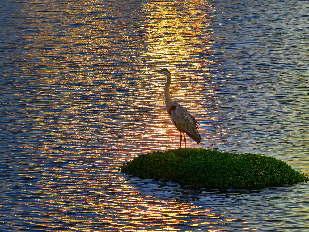 Фотография автора David Solodar