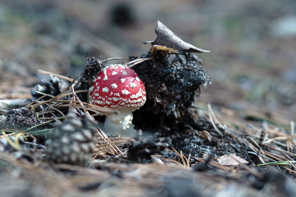 Photograph by Rolandas Valančauskas