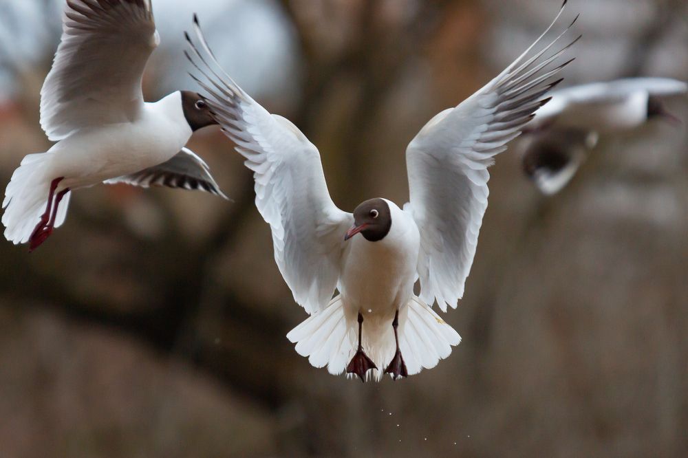 Photograph by Оксана Казакова