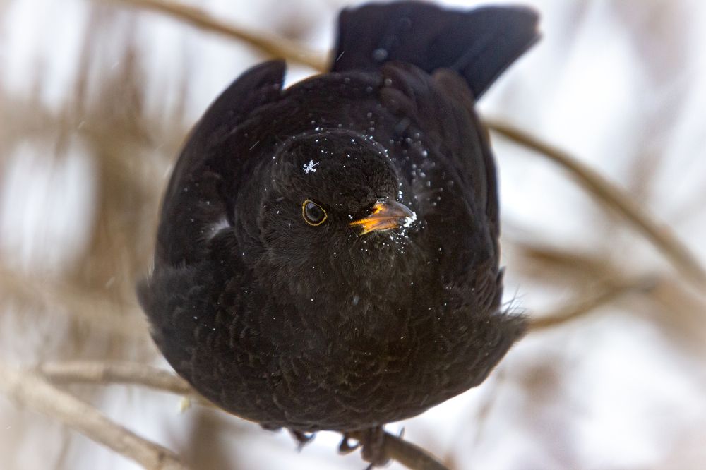 Photograph by Оксана Казакова