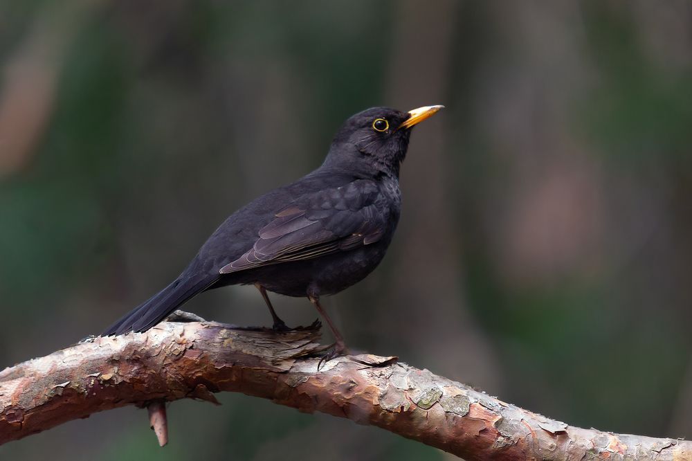 Photograph by Оксана Казакова